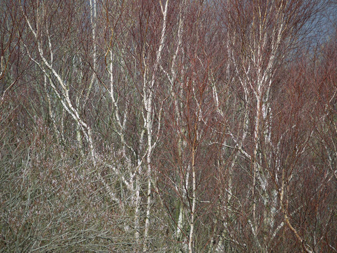 birch & willow 03.jpg